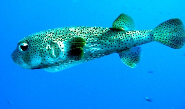 7[-]loài[-]động[-]vật[-]có[-]gai[-]"nhọn[-]hoắt"[-]đáng[-]sợ[-]7